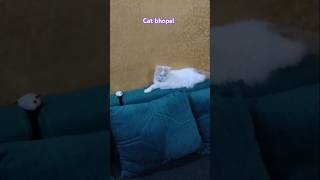 Persian Cat White catlover youtubeshorts viral shors mukund sable [upl. by Evelc]