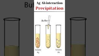 Antigen Antibody Interaction Precipitation animation immunology [upl. by Kowatch]