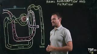 Tubular Reabsorption Part 1 Proximal Tubule and Loop of Henle [upl. by Marentic572]