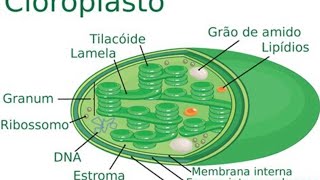 Tudo Sobre Cloroplastos em Poucos Minutos  Resumo ENEM Biologia [upl. by Enilrek]