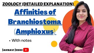 Affinities of BranchiostomaAmphioxus Notes Bsc 2nd year Zoology [upl. by Wattenberg]