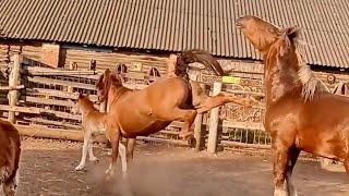 Horses Fighting on the Farm [upl. by Sager]