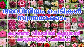 💥🤩 കുറഞ്ഞ വിലയിൽ കൂടുതൽ അഡീനിയം ചെടികൾreels garden [upl. by Leryt]