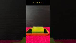 Osmosis  Science Experiment  shorts experiment osmosis diffusion asmr trending science [upl. by Neo]