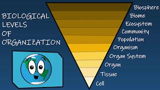 Levels of organization [upl. by Eiramana313]