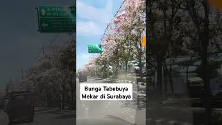 Bunga Tabebuya di Surabaya [upl. by Asirrak]