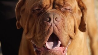 DOGUE DE BORDEAUX A DOG LOVERS INTRODUCTION [upl. by Levania616]