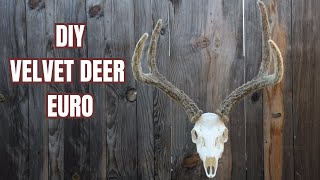 HOW TO DO A VELVET EURO SKULL MOUNT [upl. by Leunam]