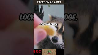 A Raccoon Can Steal Your Heart as a Pet raccoons petparenting shorts [upl. by Salkcin]