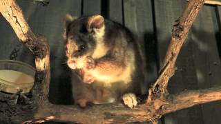 Hungry Ringtail Possum in my Backyard  Australian Native Animal  PoathTV [upl. by Mendoza983]