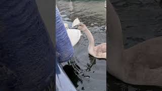 Swans Are Attempting What Orcas Started BoatSinking swans boatlife nautical [upl. by Llertnahs]