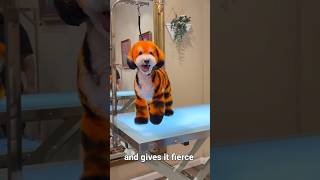 Frosted flakes tiger in Real life dog doggroomingtips [upl. by Parthen]