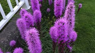 In Blooms Gay Feathers Blazing Star Liatris Spicata  July 15 [upl. by Louth]