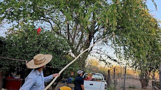 Cortando estos sabrosos guamuchiles en el Rancho 🤤👌le cae el gancho a mi mamá😂 [upl. by Lodmilla39]