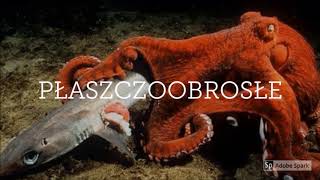 Głowonogi  Inteligentne Mięczaki Cephalopods  Intelligent Molluscs [upl. by Marrissa]