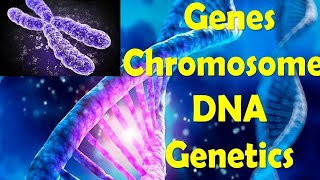 Structure of DNA  Concepts of Genetics  Genes  Chromosomes DNA  Genomes  In Urdu  Hindi [upl. by Enilrae]