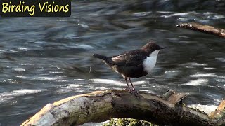 The incredible Dipper Fossekall  Birds of Norway [upl. by Anitsihc]