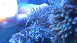 How To Remove Anthelia from rock in your Marine Aquarium [upl. by Hnahc]