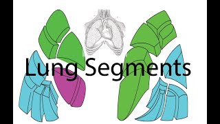 Anatomy of the Lungs  Part 3  Bronchopulmonary Segments [upl. by Auqenes]