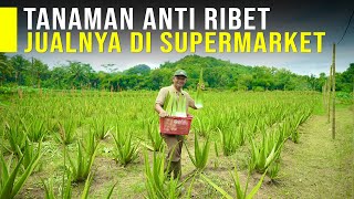 Lidah Buaya Sekali Tanam Bisa Panen Selama 10 Tahun Permintaan Pasar amp Harga Sangat Tinggi [upl. by Farwell]