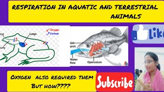 LIFE PROCESSES RESPIRATION AQUATIC AND TERRESTRIAL ANIMALS [upl. by Leummas]