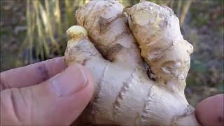 Growing and Harvesting Your Own Ginger Root [upl. by Aneej]