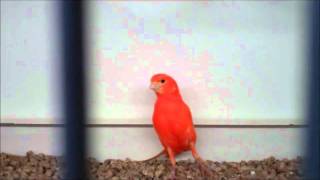 More Red Factor Canaries for Sale  Clipsley Pets amp Aquatics [upl. by Ennaeirb]