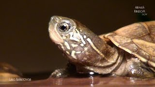 Chinese pond turtle Mauremys reevesii  Animalia Kingdom Show [upl. by Stempien]