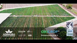 OXICROP®  AGRHUSA EN CAMPO [upl. by Byran]