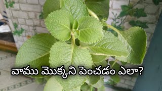 Ajwain plant how to grow ajwain plantvammu mokka growingvamu plant caring by gowrigarden telugu [upl. by Caughey920]