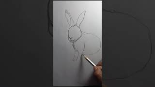 Rabbit drawing easy for beginners [upl. by Heeley]