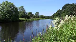 Forest River Nature SoundsRelaxing Birds Chirping Spring Morning AmbienceWater Sound for Sleeping [upl. by Ahsenra428]