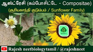 Compositae  Asteraceae  Newly Added plant Families  Rajesh NEET Academy RNA rajeshneet  RNBT [upl. by Namaan235]