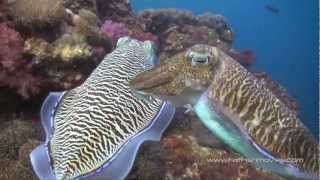 Scuba Diving in The Similan Islands Koh Tachai and Richelieu Rock [upl. by Mcculloch]