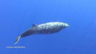 Cuvier Beaked Whale off Kona Hawaii [upl. by Eseerehs]