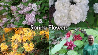 Whats Your Favorite Spring Flowering Shrub  Viburnum Azalea Lilac Calycanthus Weigela [upl. by Upton]