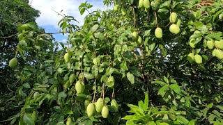 village life mango farm  mango tree near mountain  most peaceful relaxing village lifestyle [upl. by Patten]