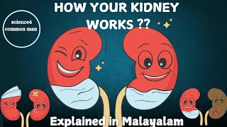 How your kidney works Explained in Malayalam Science 4 common man [upl. by Allehcim]