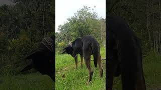 doghunter doglover animals huntingdog dogowner dogger dogmaster shortvideo shorts short [upl. by Adnolay]