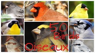 50 OISEAUX CHEZ NOUS   My backyard birding [upl. by Gladdie396]