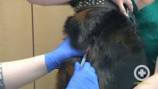 How to Do a Canine Jugular Venipuncture [upl. by Zoller]