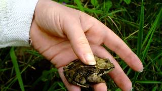 Common Frogs in the Garden [upl. by Tallou975]