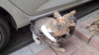 A Female Cat in Heat was Ambushed by dozens of Male Cats [upl. by Llet]