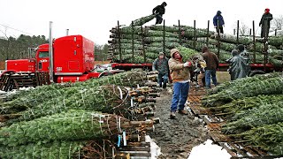 How Christmas Tree Farming and Harvesting  Christmas Tree Farm  Christmas Tree Cultivation [upl. by Aizatsana]