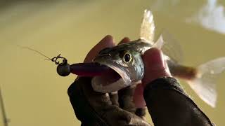 Zander Fishing Grand Union Canal [upl. by Yeblehs213]