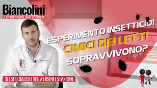 🔎Esperimento le cimici sopravvivono agli insetticidi🔎 [upl. by Arlinda]