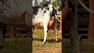 Girlando Cow  Girolando Cow  Brazil Cow  Cow Videos For Kids girlandocow shorts [upl. by Otrevlig907]