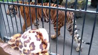 Tiger meows like a cat compilation high pitched [upl. by Eelrac429]