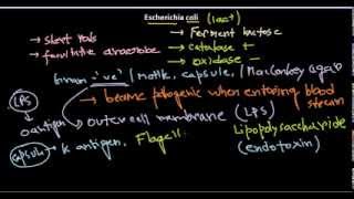 Escherichia coli introduction [upl. by Lonna]