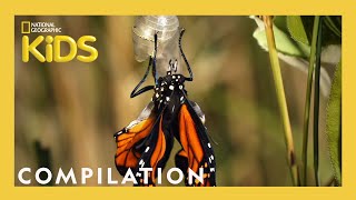 AMAZING ANIMALS  1 Hour  Nat Geo Kids Compilation  natgeokids [upl. by Kamerman]